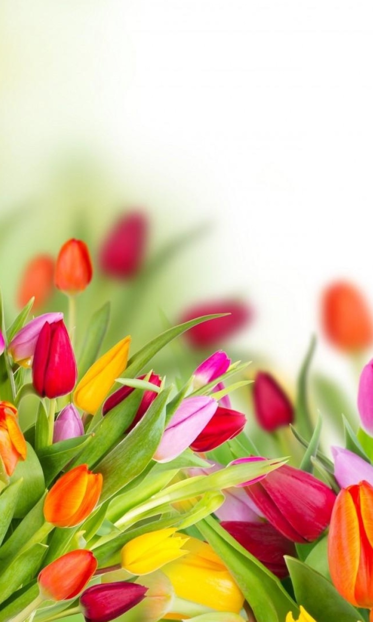 Screenshot №1 pro téma Tender Spring Tulips 768x1280