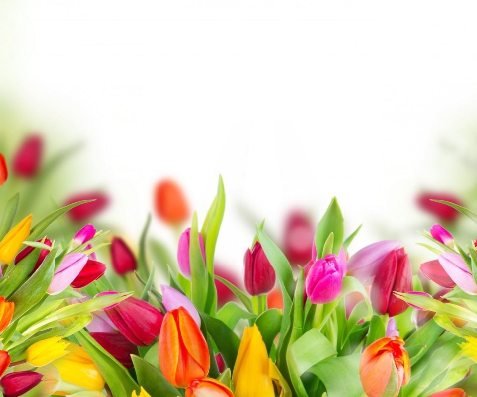 Das Tender Spring Tulips Wallpaper 960x800