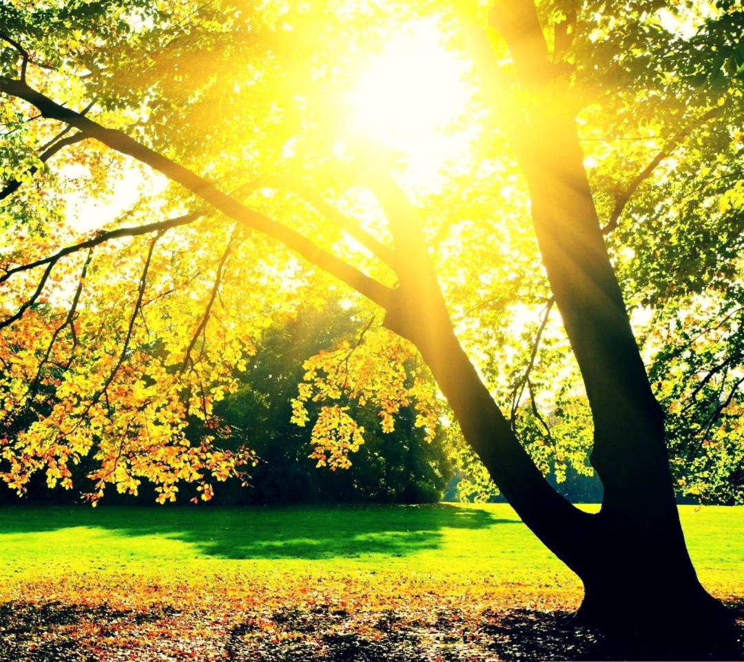 Autumn Sun wallpaper 1080x960