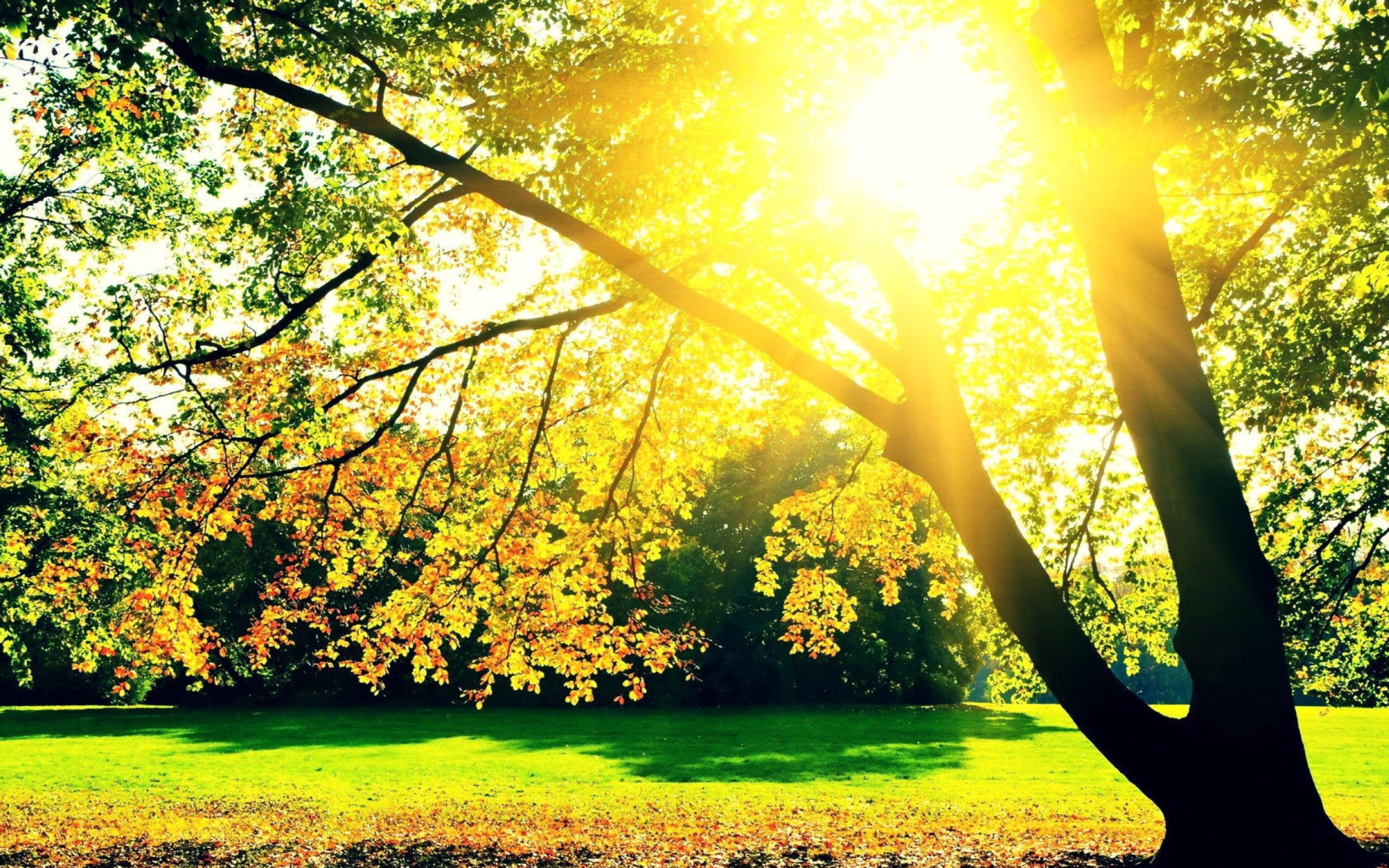 природа деревья солнце листья nature trees the sun leaves скачать