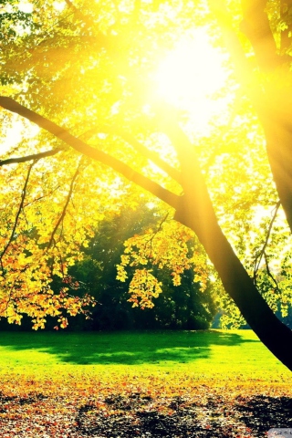 Autumn Sun screenshot #1 320x480