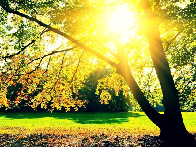 Autumn Sun screenshot #1 640x480