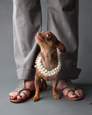 Chihuahua Puppy sfondi gratuiti per LG GT350i Wink Plus