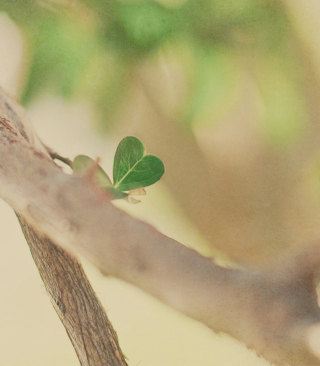 Heart Leaf - Obrázkek zdarma pro 480x800