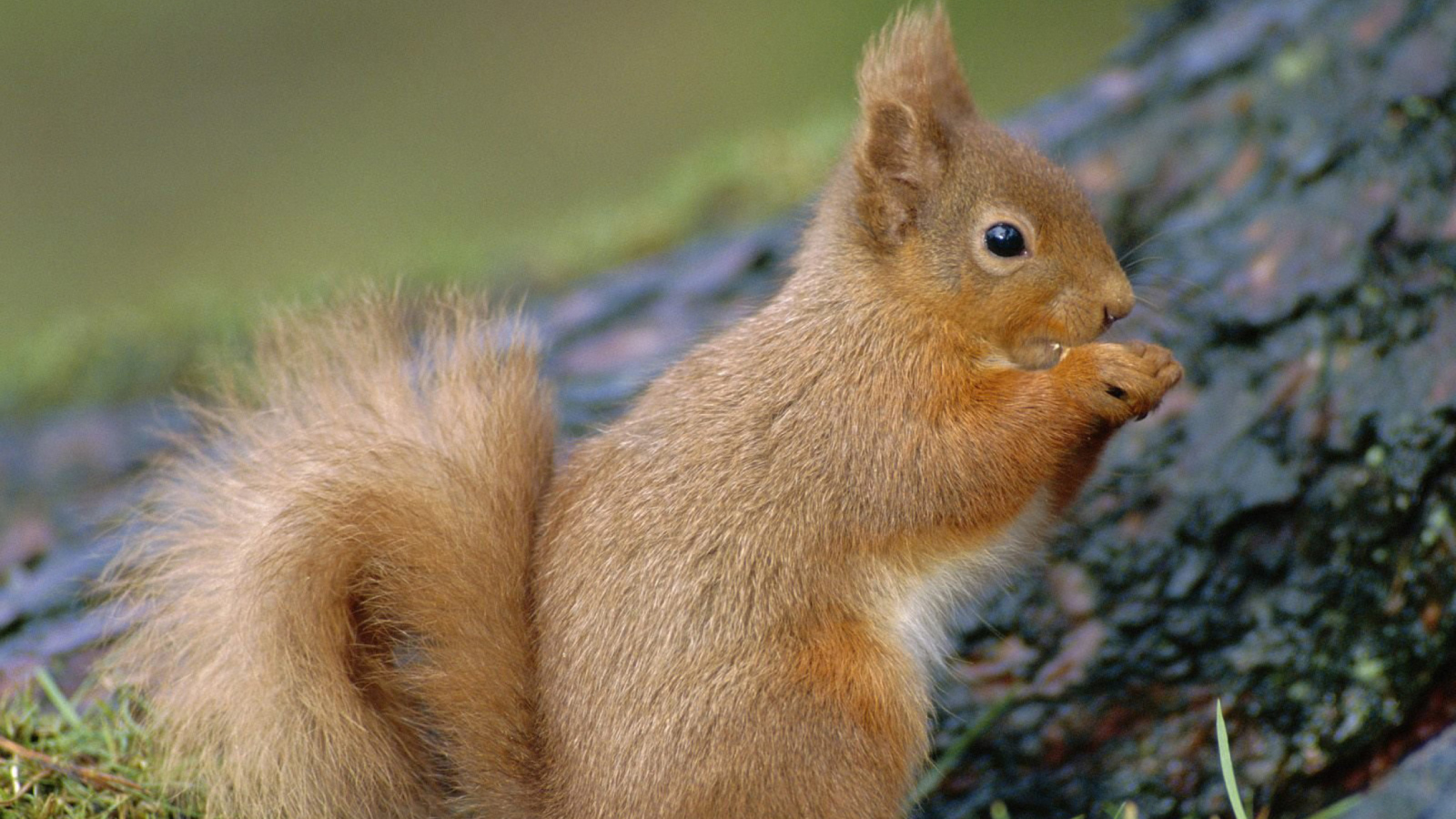 Squirrel wallpaper 1600x900