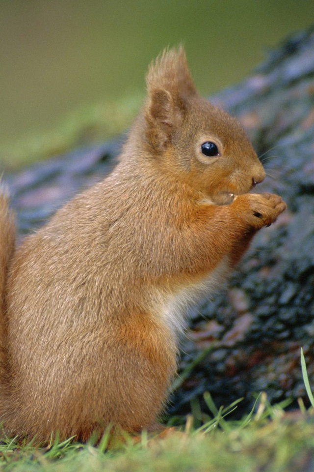 Squirrel wallpaper 640x960