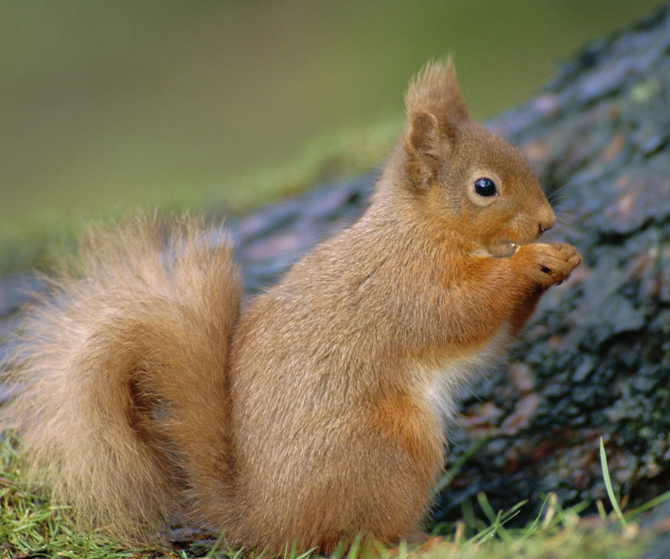 Squirrel wallpaper 960x800