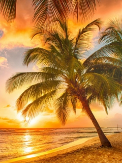 Tropical Paradise Beach wallpaper 240x320