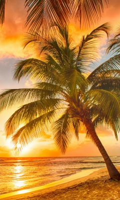 Das Tropical Paradise Beach Wallpaper 240x400