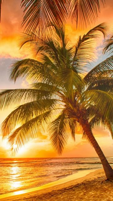 Fondo de pantalla Tropical Paradise Beach 360x640
