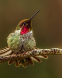 Bird On Branch screenshot #1 128x160