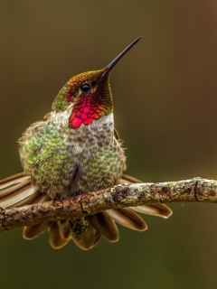 Bird On Branch screenshot #1 240x320