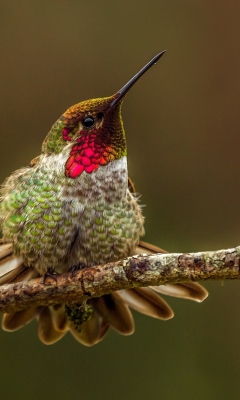 Bird On Branch wallpaper 240x400