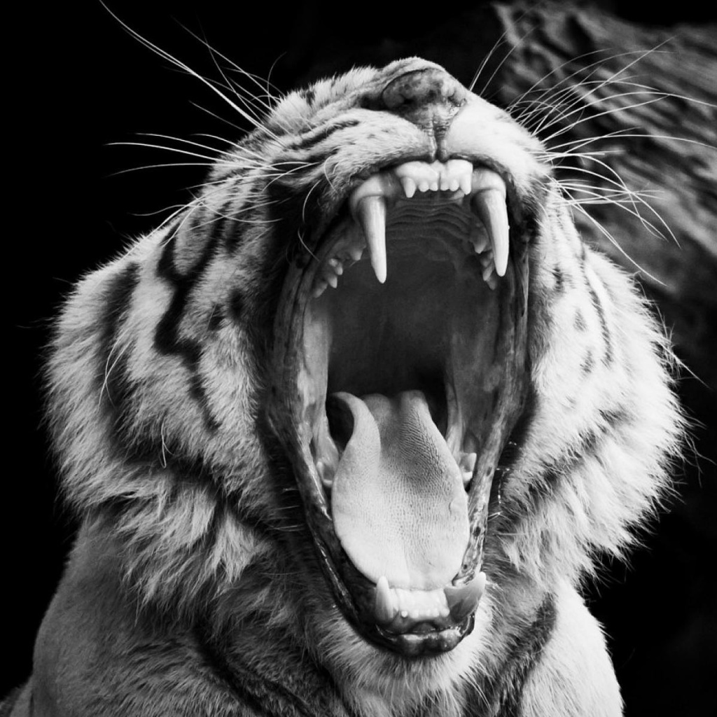 Fondo de pantalla Black and White Tiger 1024x1024