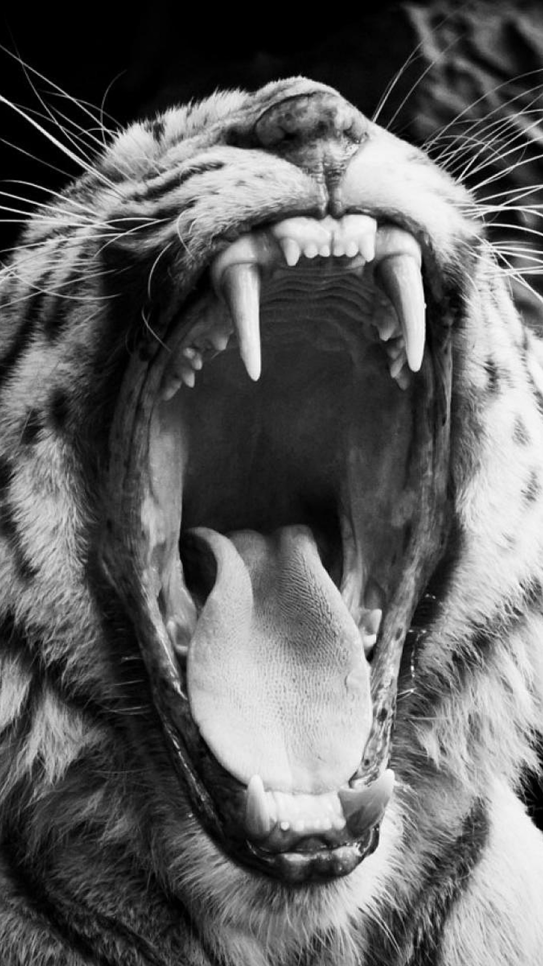 Sfondi Black and White Tiger 1080x1920