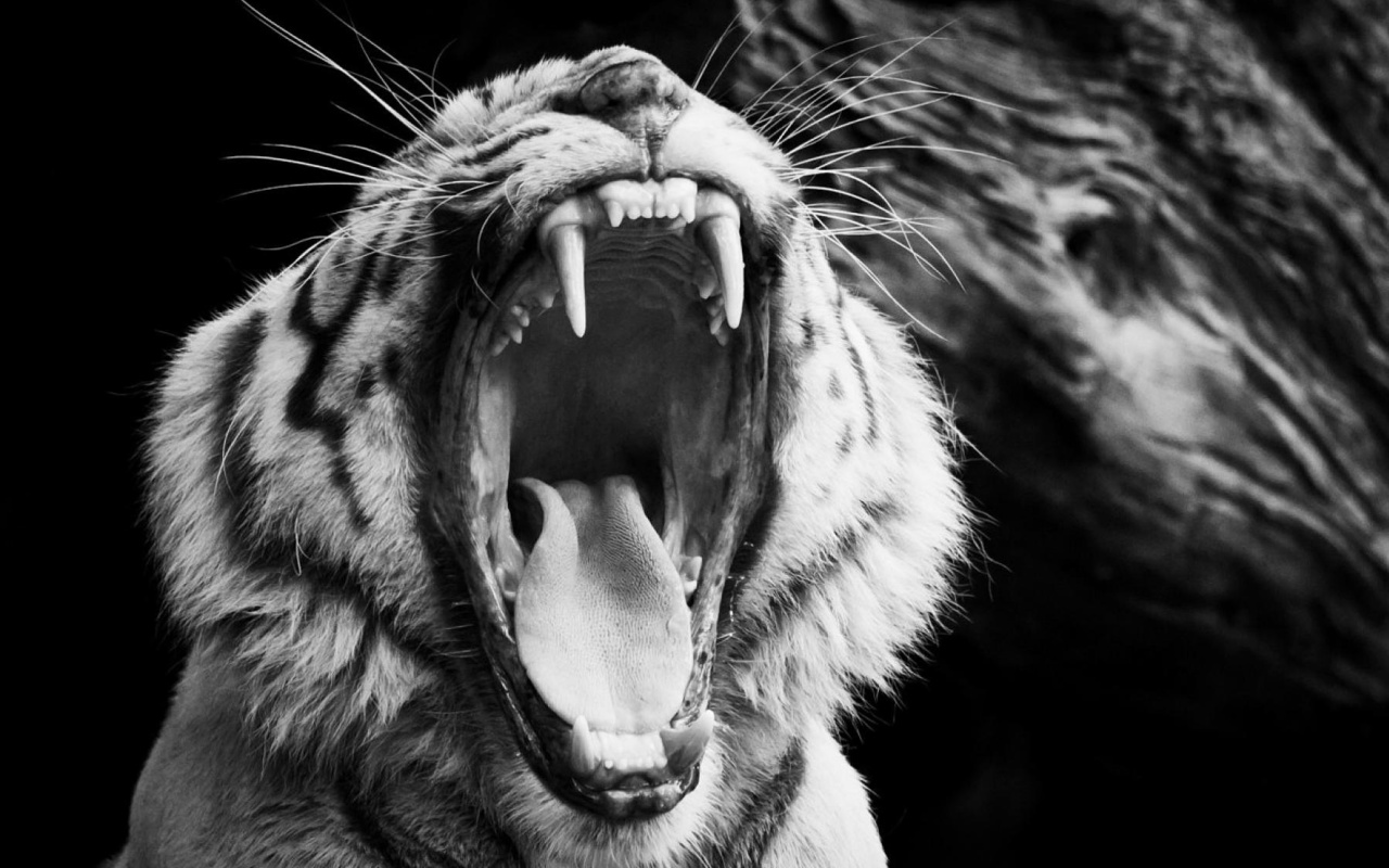 Black and White Tiger wallpaper 1280x800