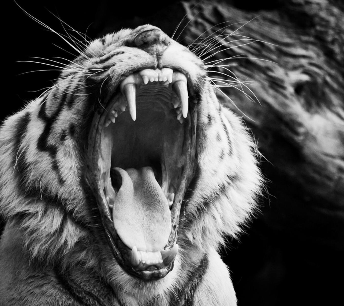 Sfondi Black and White Tiger 1440x1280