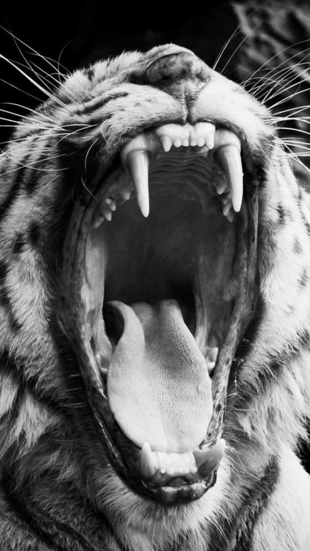 Fondo de pantalla Black and White Tiger 640x1136