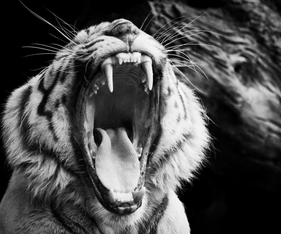 Screenshot №1 pro téma Black and White Tiger 960x800