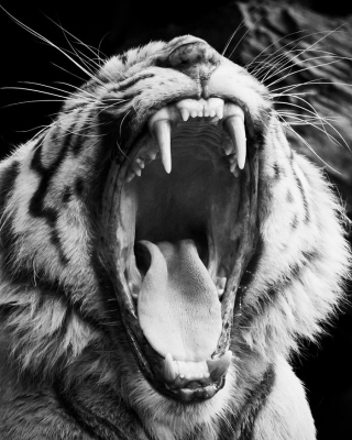 Free Black and White Tiger Picture for 240x320