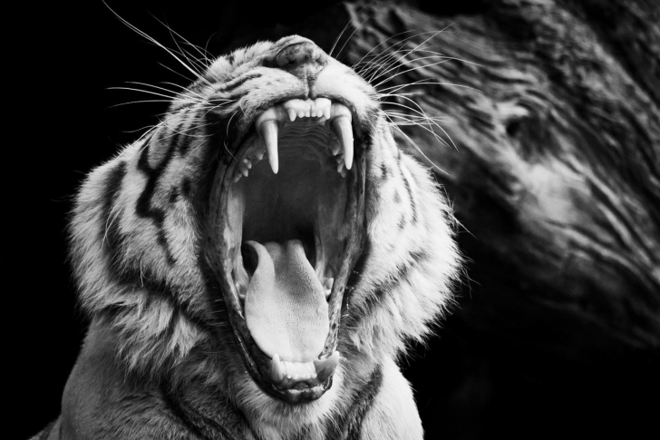 Black and White Tiger Wallpaper for Android, iPhone and iPad