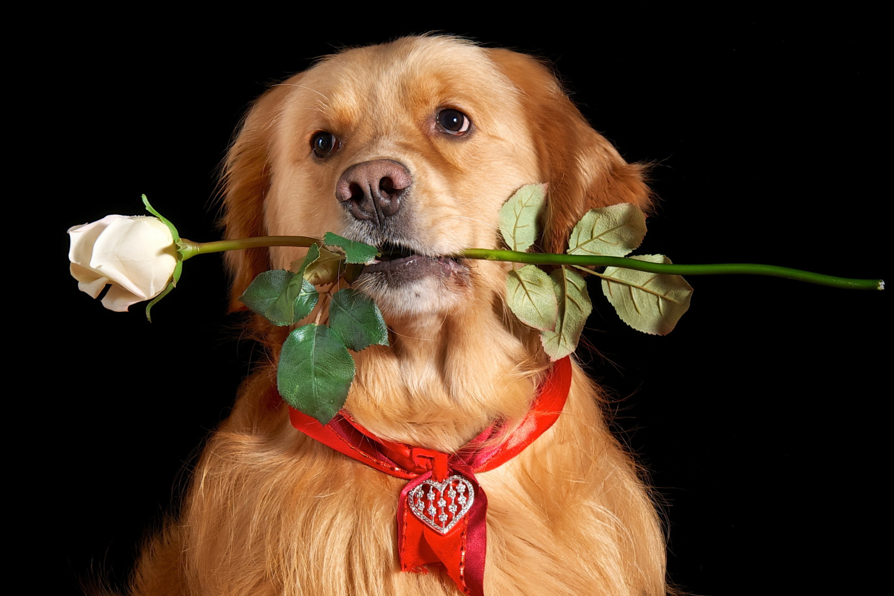 С днем рождения картинки с собачкой. Собака с розой. Собачка с цветами. Собака с цветами в зубах. Собачка с цветком в зубах.