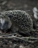 Forest Hedgehog wallpaper 128x160