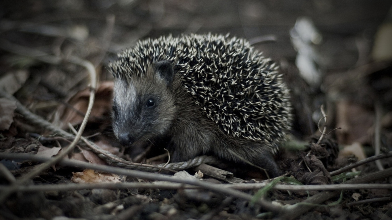 Das Forest Hedgehog Wallpaper 1366x768