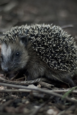 Forest Hedgehog screenshot #1 320x480