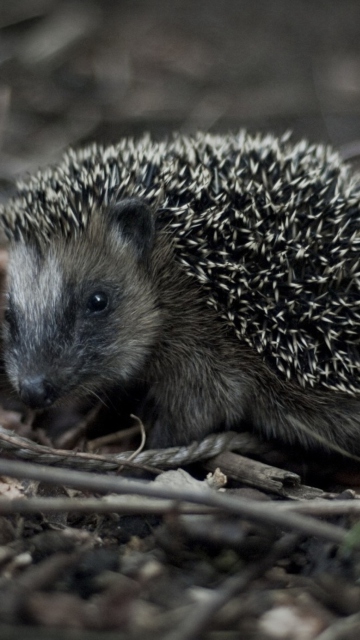 Forest Hedgehog wallpaper 360x640