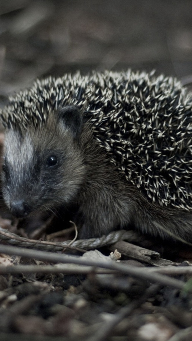 Forest Hedgehog screenshot #1 640x1136