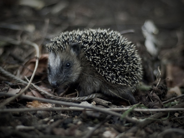 Forest Hedgehog screenshot #1 640x480