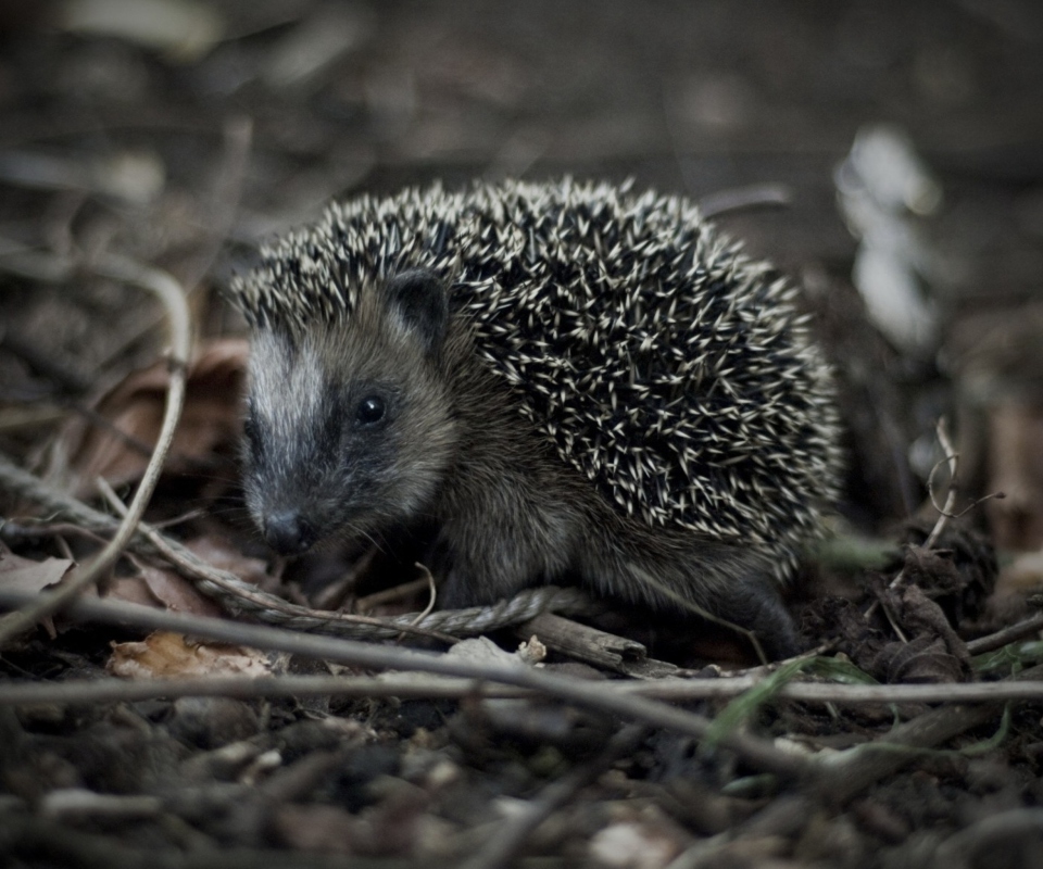 Forest Hedgehog wallpaper 960x800