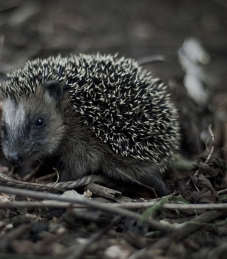 Forest Hedgehog - Obrázkek zdarma pro Nokia Asha 503