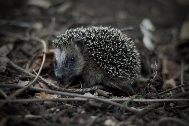 Fondo de pantalla Forest Hedgehog