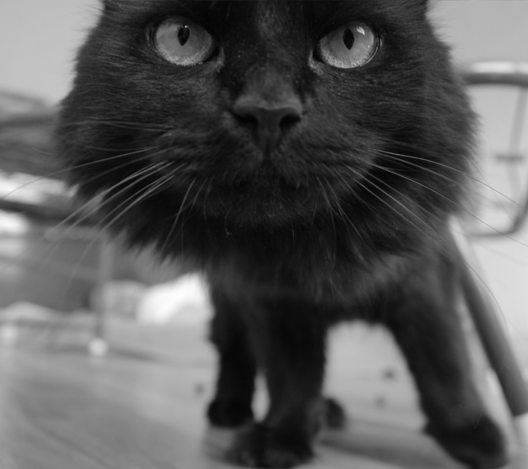 Sfondi Black Curious Kitten 1080x960
