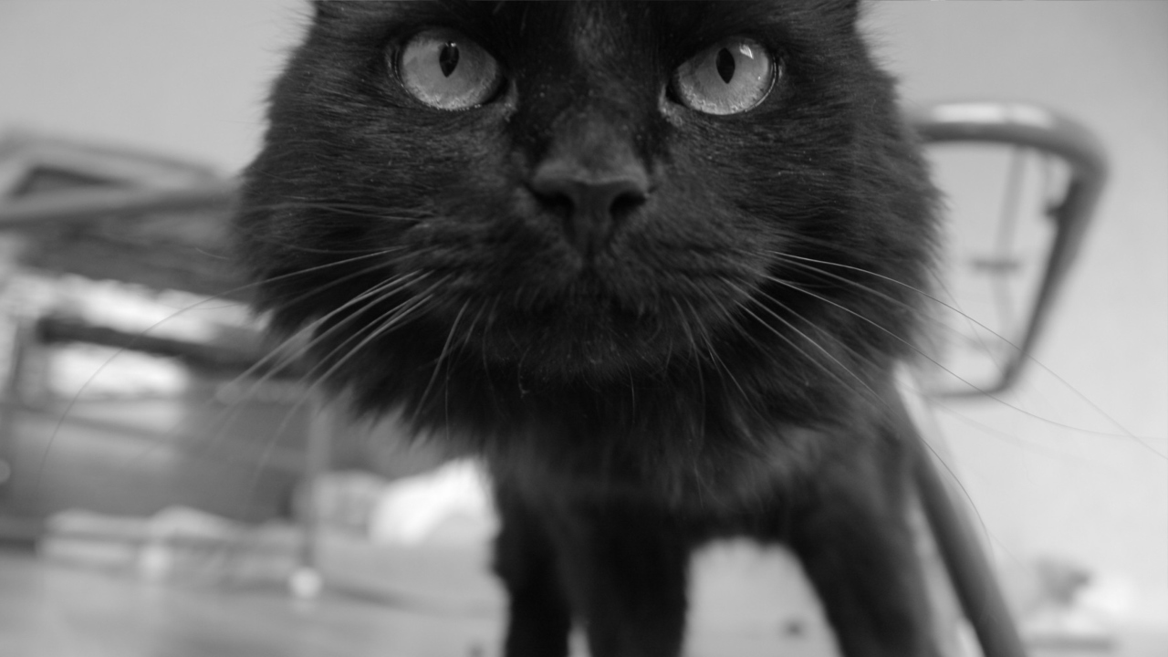 Fondo de pantalla Black Curious Kitten 1280x720