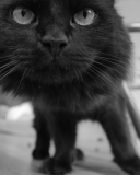 Black Curious Kitten wallpaper 128x160