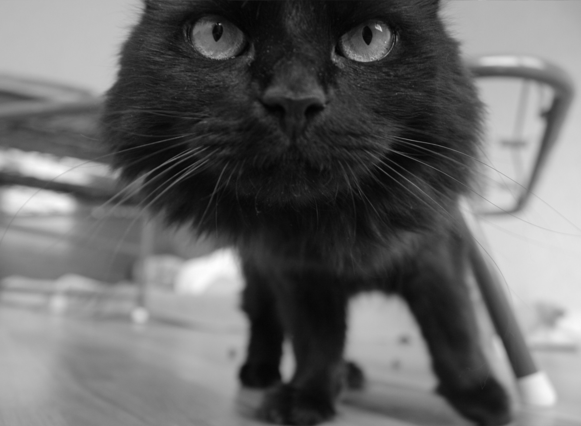 Black Curious Kitten screenshot #1 1920x1408