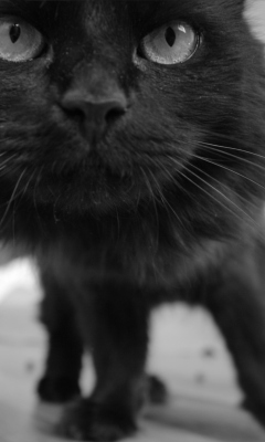 Black Curious Kitten wallpaper 240x400