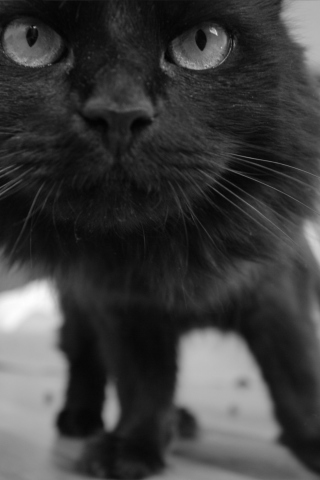 Sfondi Black Curious Kitten 320x480