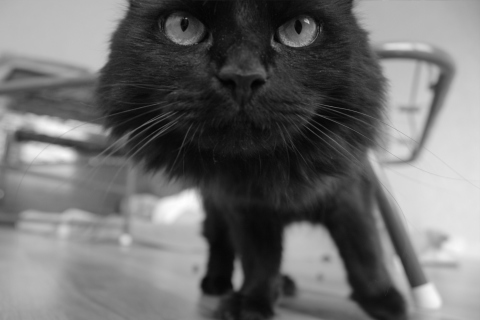 Fondo de pantalla Black Curious Kitten 480x320