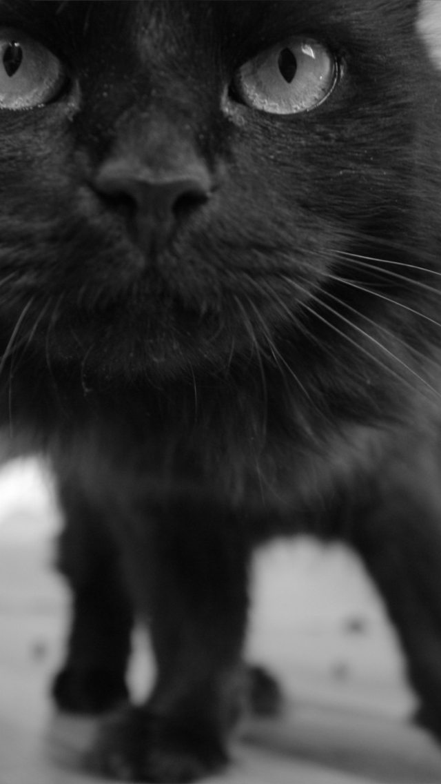 Black Curious Kitten wallpaper 640x1136