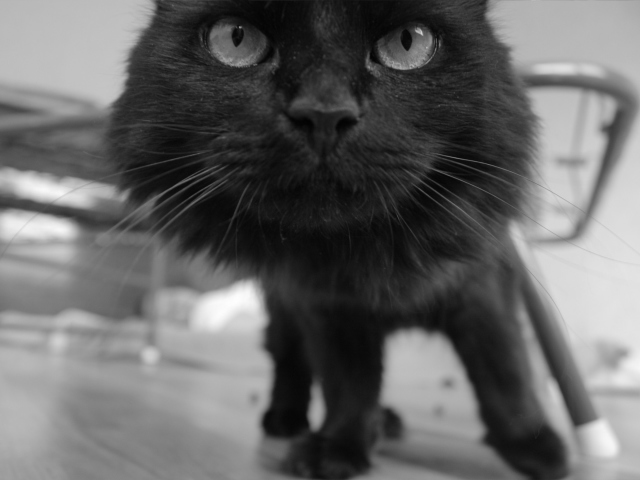 Обои Black Curious Kitten 640x480
