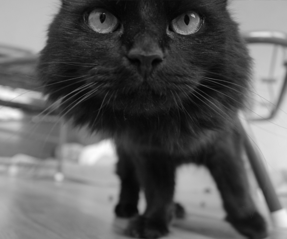 Fondo de pantalla Black Curious Kitten 960x800