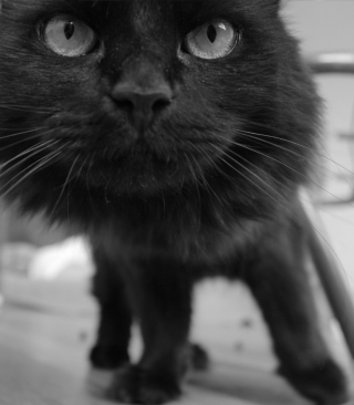 Black Curious Kitten papel de parede para celular para iPhone 6S
