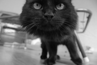Black Curious Kitten Picture for Android, iPhone and iPad
