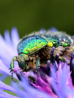 Das Macro Blur Photo with Bug Wallpaper 240x320