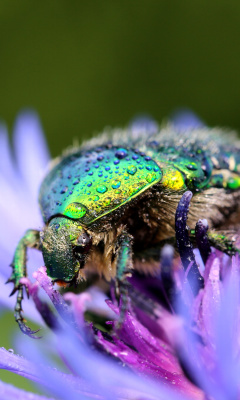 Das Macro Blur Photo with Bug Wallpaper 240x400