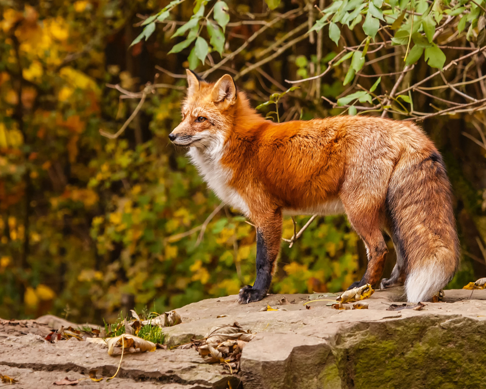 Red Fox wallpaper 1600x1280